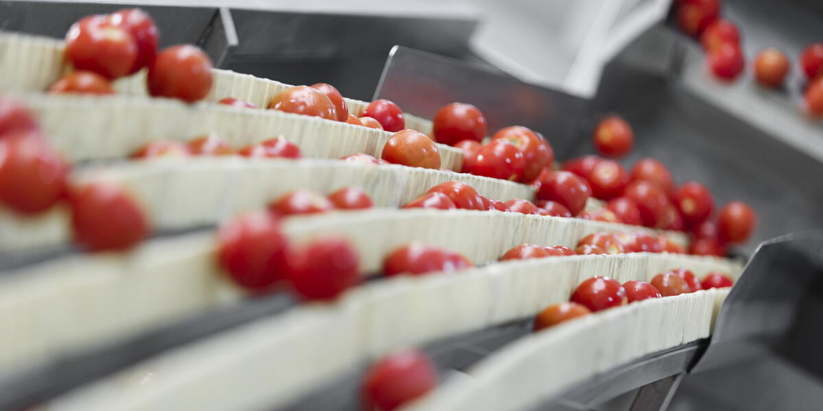 Des tomates cerises calibrées dans une usine de l'industrie alimentaire
